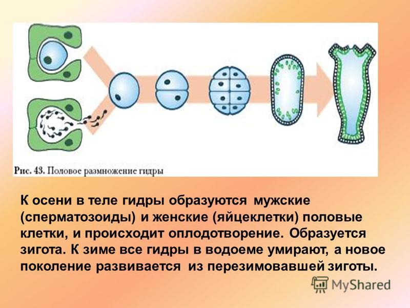 Войти в кракен вход магазин